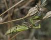 Mantis religiosa